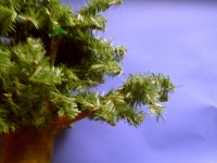 /album/photogallery/color-jpg/